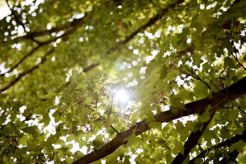 Sustainable Business Practices You Should Try 2 Sun shining through green leaves to resemble sustainability
