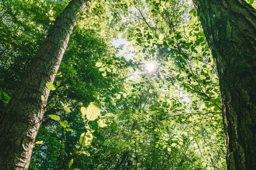 Sustainable Business Practices You Should Try 3 Low angle looking up at the sun shining through the trees in a forest