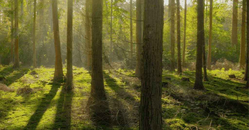 Ethical Web Hosting Trees in a Green Forest