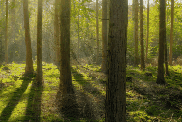 The Role of Ethical Web Hosting in the B-Corp Movement 1 Ethical Web Hosting Trees in a Green Forest