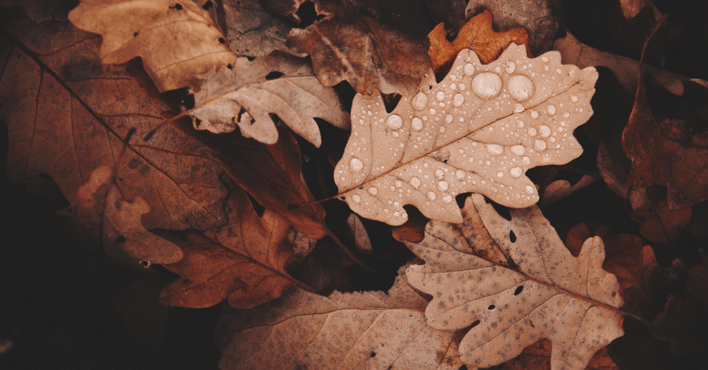 Seasonal Content Planning: Close up of autumn leaves with raindrops on them in a pile on the ground