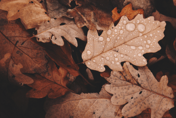 Seasonal Content Planning: Close up of autumn leaves with raindrops on them in a pile on the ground