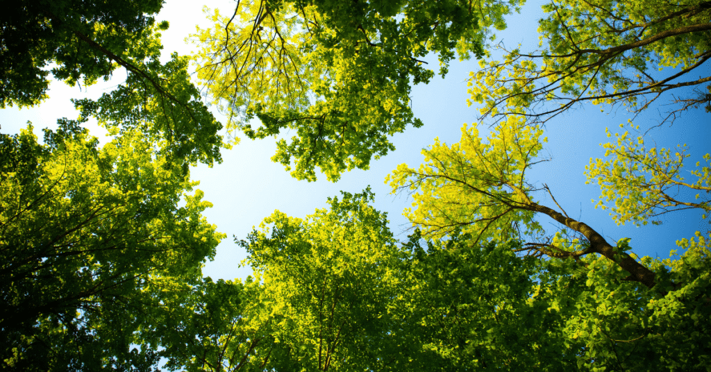 The Role of Ethics in Digital Marketing: Balancing Profit and Responsibility 3 Looking up at the sky through green trees