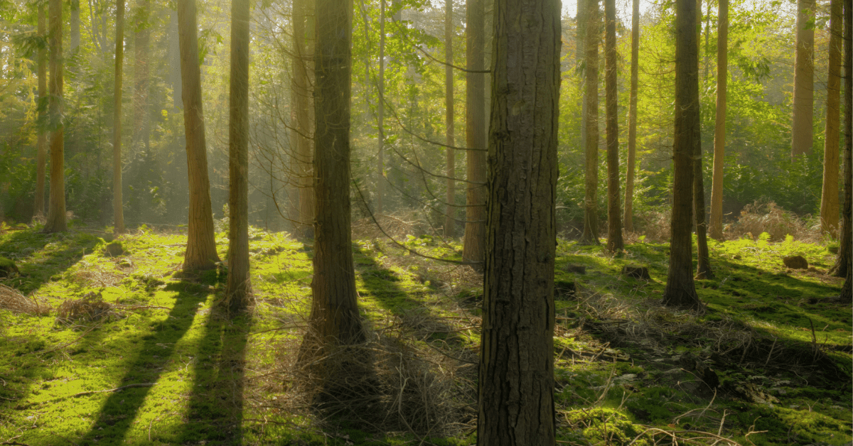 The Role of Ethical Web Hosting in the B-Corp Movement 1 Ethical Web Hosting Trees in a Green Forest