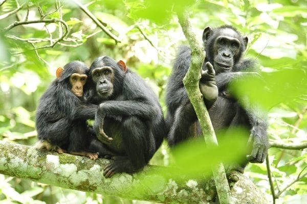 Ecosia helping Chimpanzees in Uganda