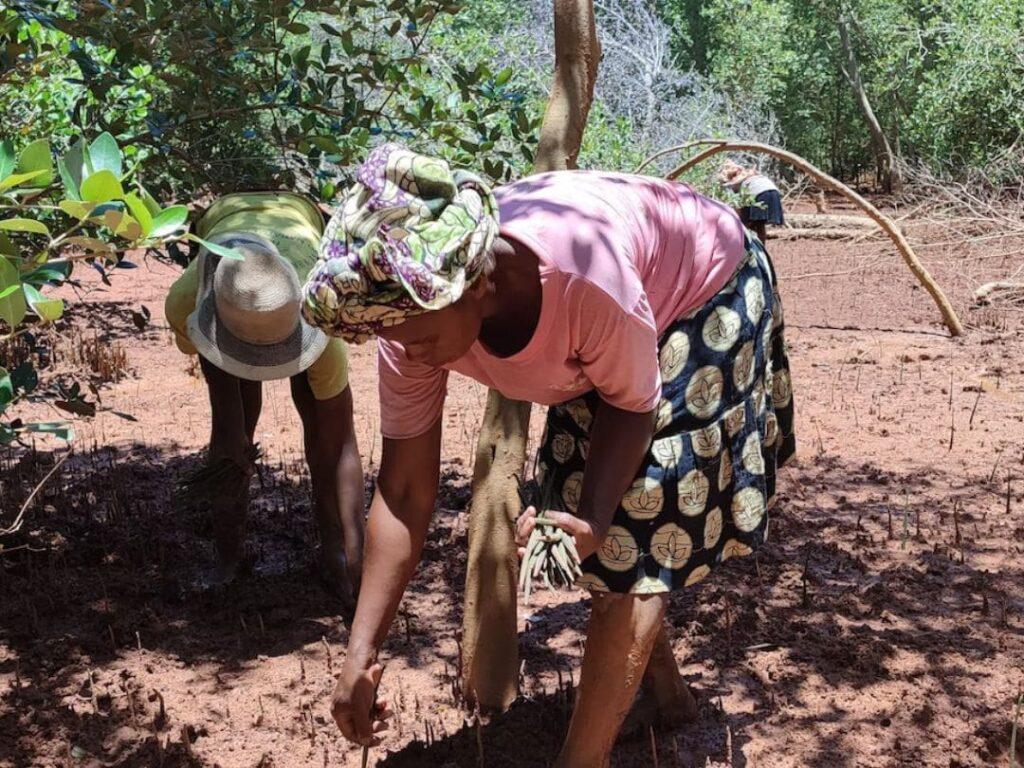 Trees being plamted in Madagascar as part of a project Solve supports