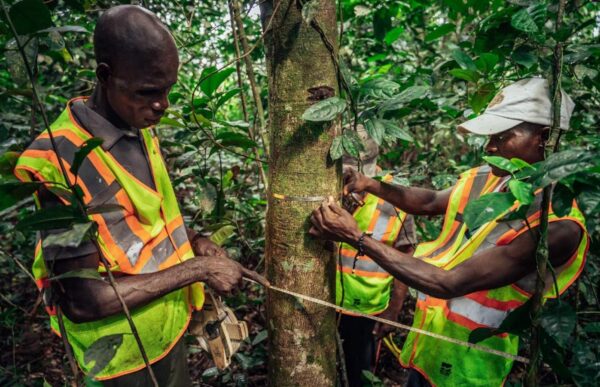 two team members checking the health of trees in DRC 