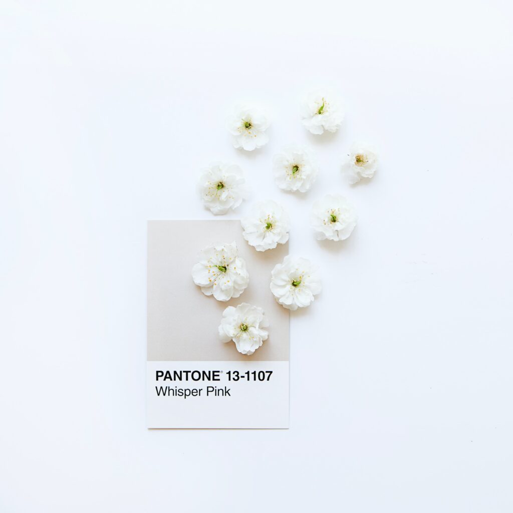 Pantone whisper pink colour card with little white flowers scattered on top