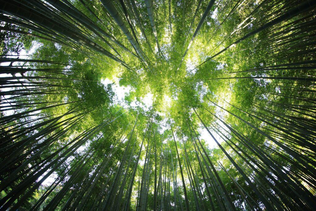 Looking up at a forest canopy, tall tree trunks rise around with sunlight filtering through the leaves above.