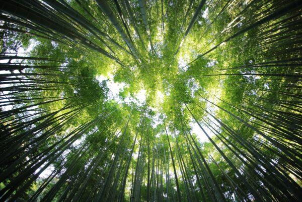 Looking up at a forest canopy, tall tree trunks rise around with sunlight filtering through the leaves above.