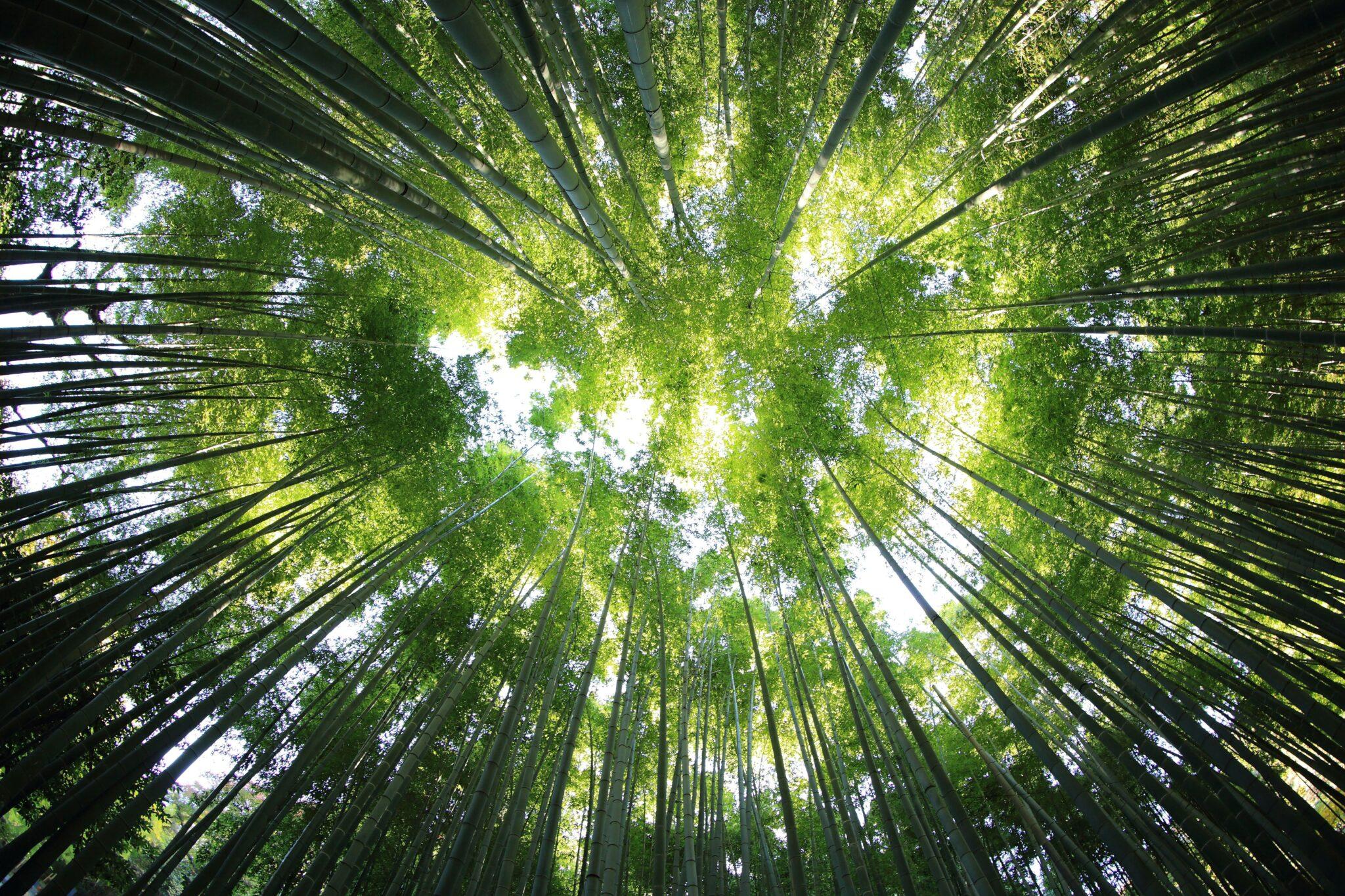 Top Benefits of Sustainable Web Design 1 Looking up at a forest canopy, tall tree trunks rise around with sunlight filtering through the leaves above.