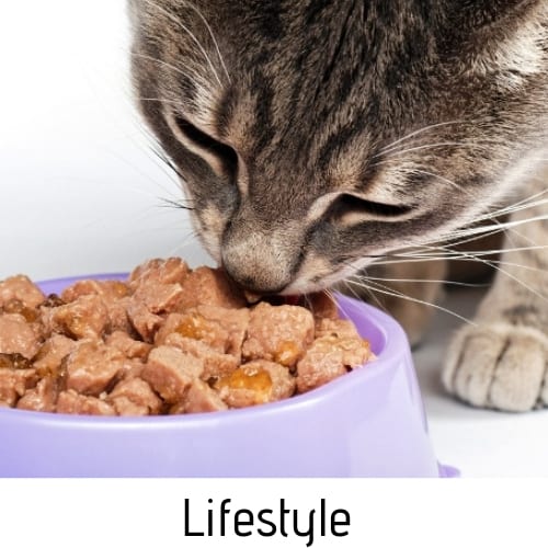 lifestyle cat food image