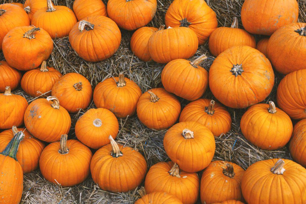 Pumpkin patch full of orange pumpkins on a bed of hay