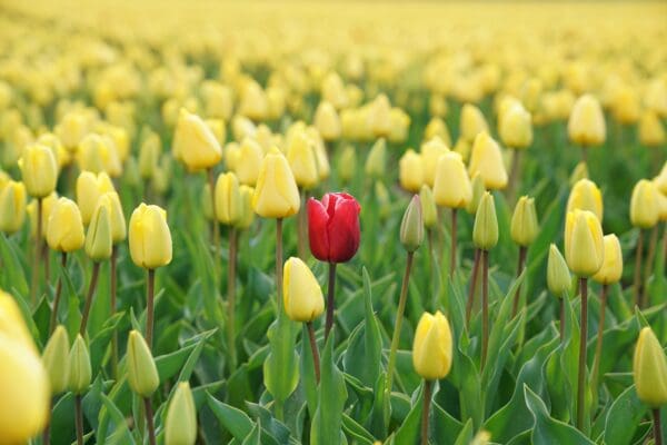 10 Reasons You Should Consider Becoming a B Corp 2 Stand out