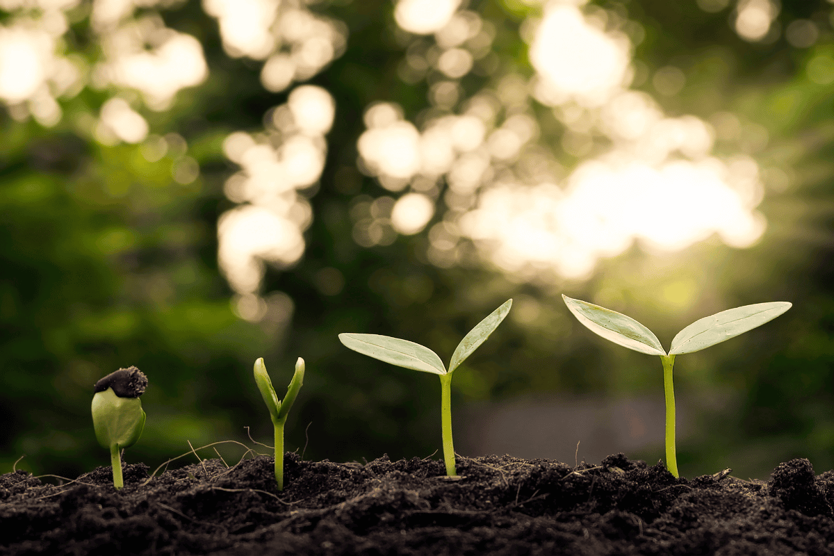 Sustainable Web Design: Benefits, Actions and Real Examples 9 sustainable web design for SEO